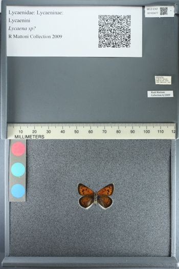 Media type: image;   Entomology 183477